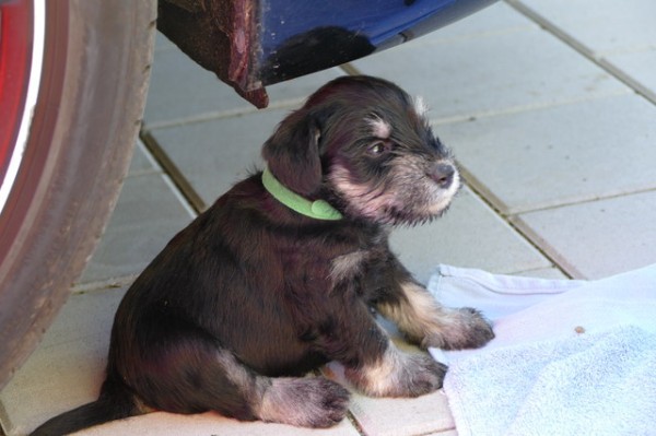 R-Wurf Woche 4 Polly 2025-04-12 047